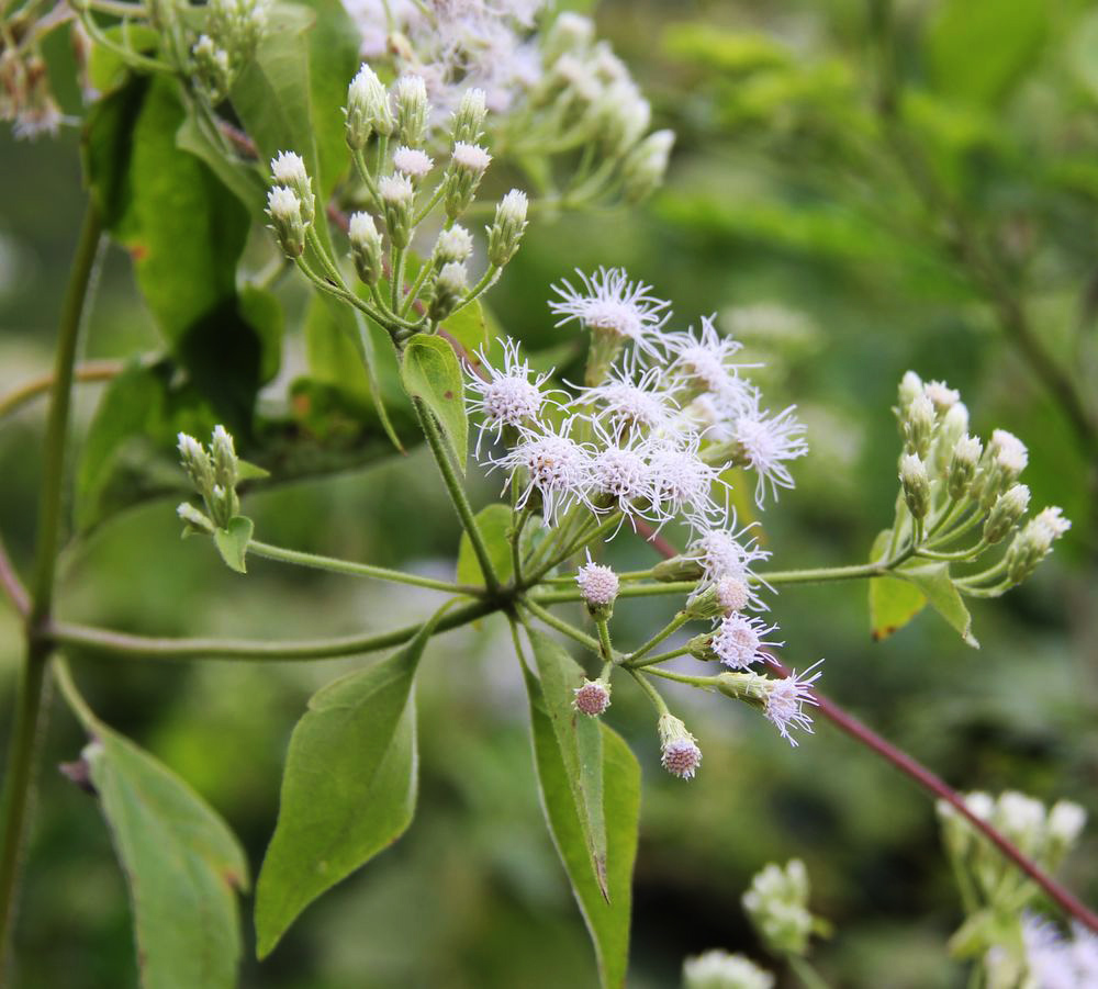 Image of Chromolaena odorata specimen.