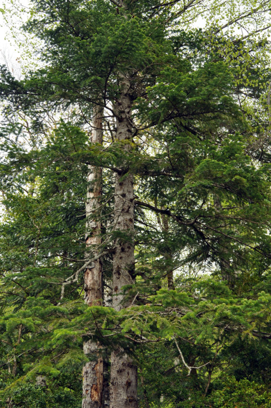 Изображение особи Abies nordmanniana.