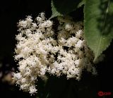 Sambucus nigra