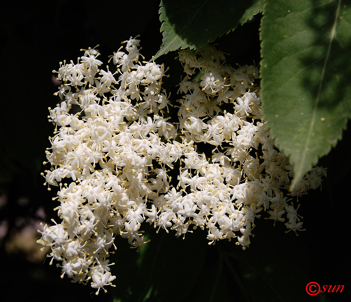 Изображение особи Sambucus nigra.