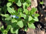 Myosotis sylvatica. Верхушка расцветающего растения. Краснодарский край, Апшеронский р-н, окр. пос. Мезмай, гора Зауда. 30.04.2014.