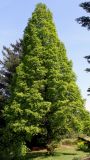 Metasequoia glyptostroboides. Вегетирующее дерево. Германия, г. Дюссельдорф, Ботанический сад университета. 04.05.2014.