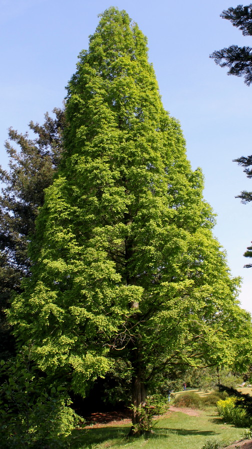 Изображение особи Metasequoia glyptostroboides.