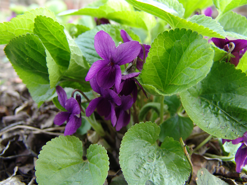 Image of Viola odorata specimen.