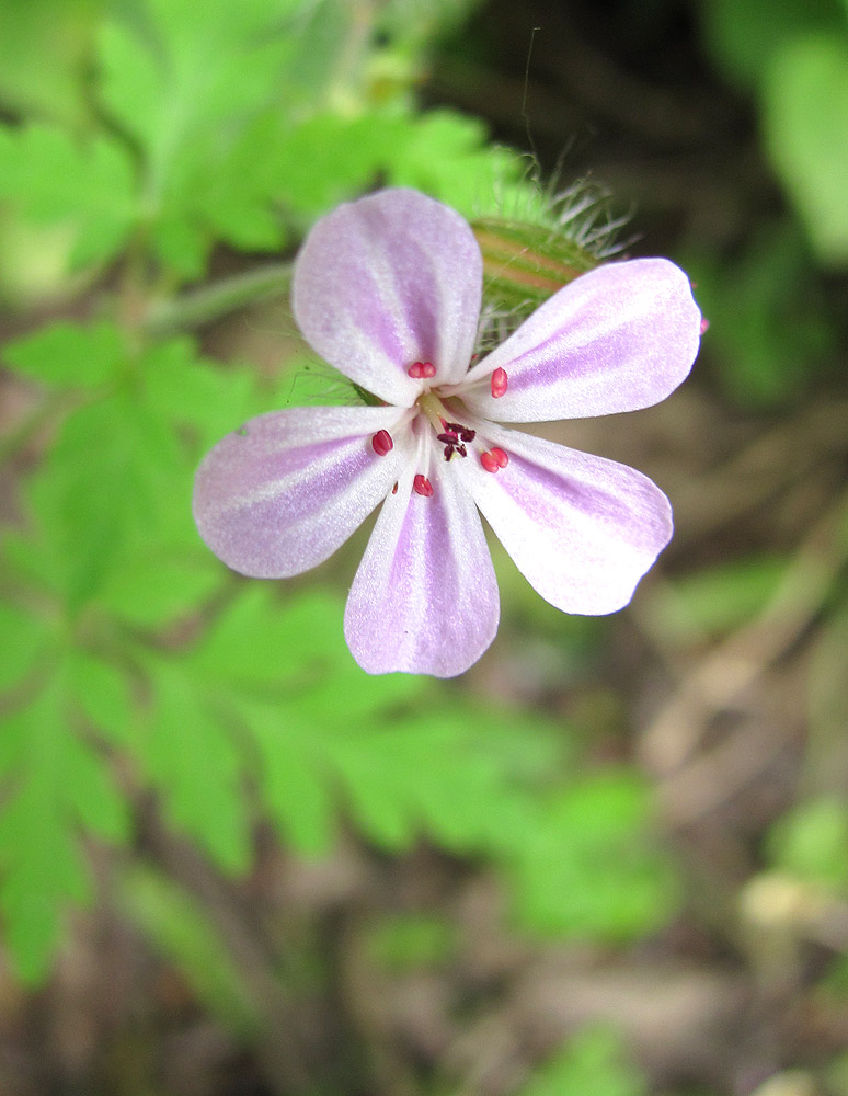 Image of Geranium robertianum specimen.