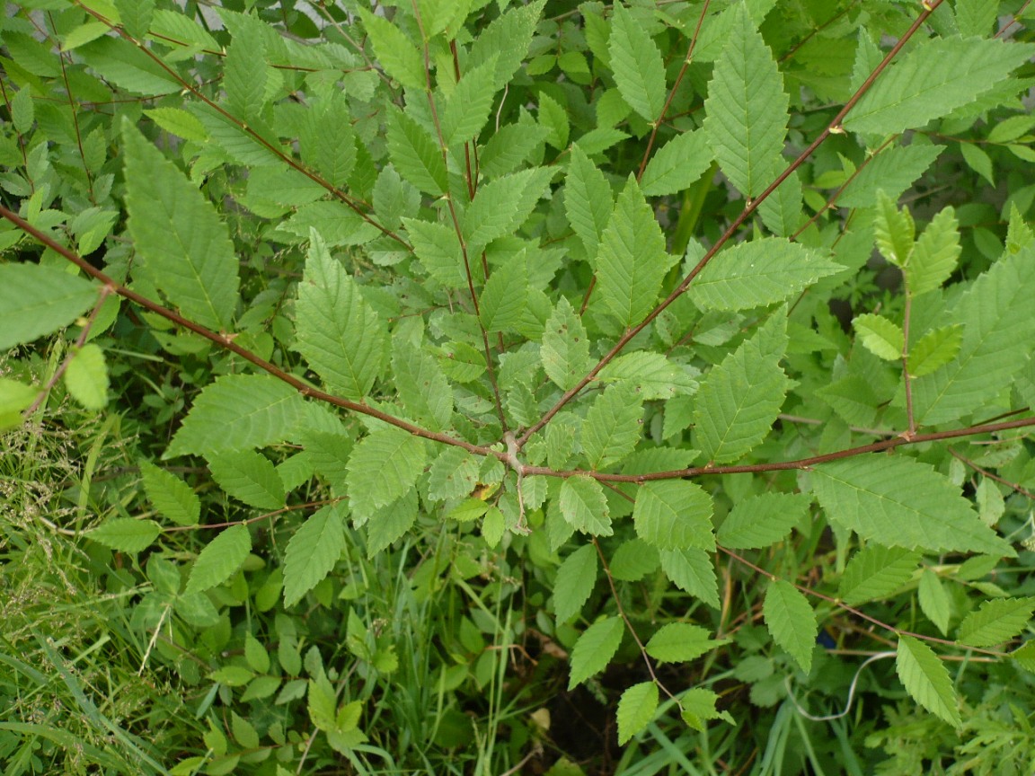 Изображение особи Ulmus pumila.