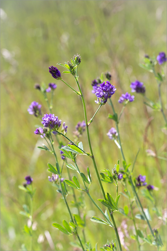 Изображение особи Medicago sativa.