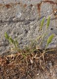 Rostraria cristata. Цветущее растение. Южный Берег Крыма, возле дороги около Никитского бот. сада. 21.05.2013.