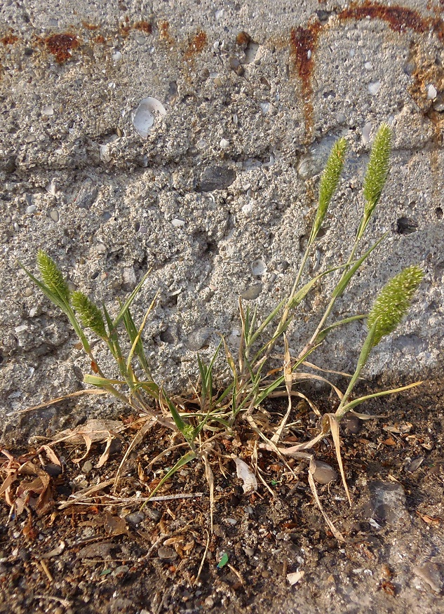 Image of Rostraria cristata specimen.