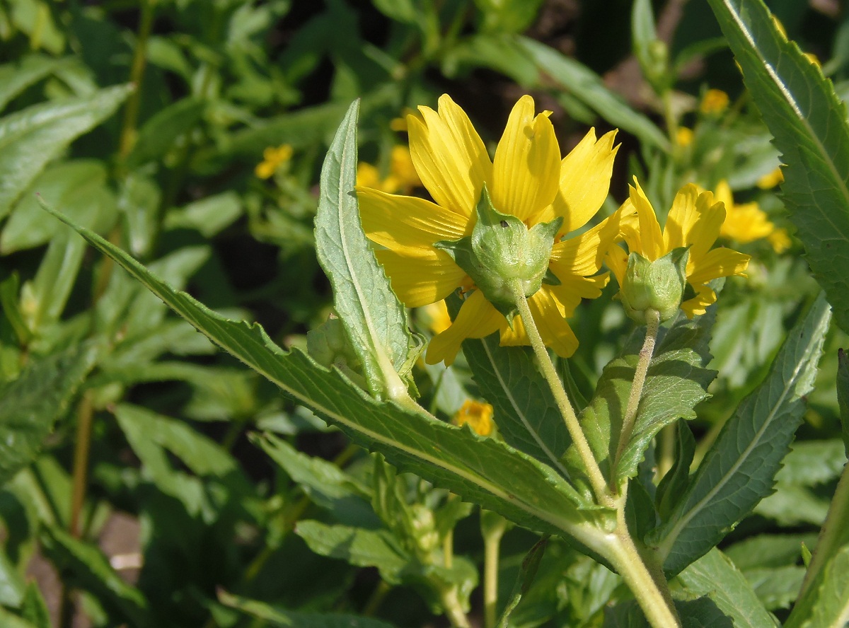 Изображение особи Guizotia abyssinica.