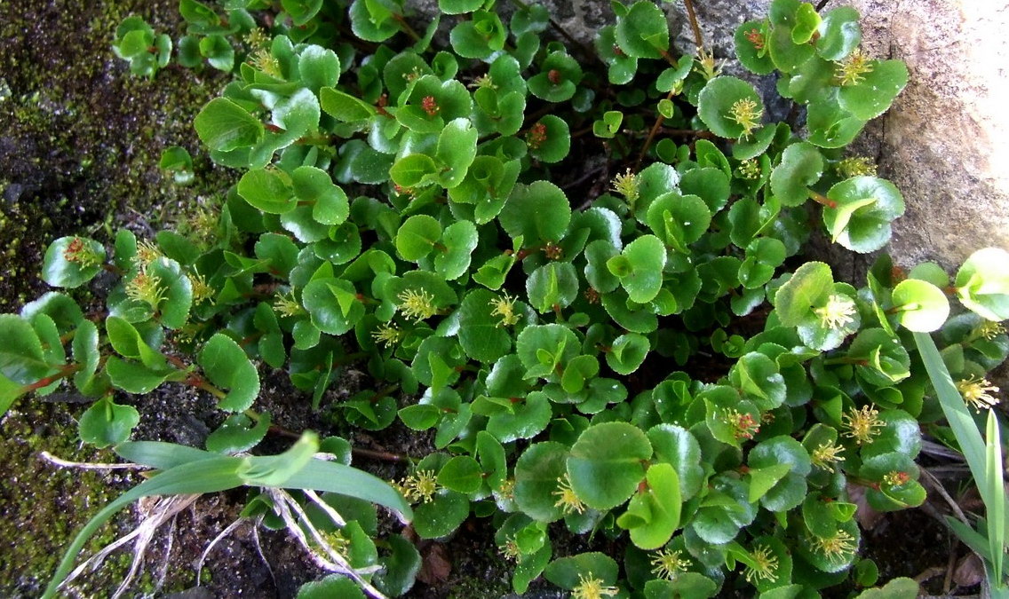 Image of Salix herbacea specimen.