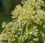 Thalictrum flavum