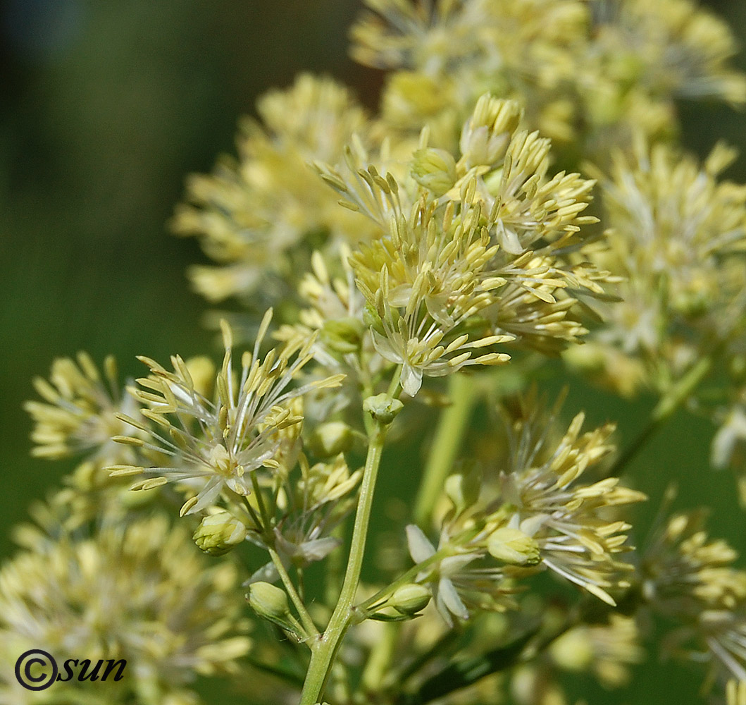 Image of Thalictrum flavum specimen.