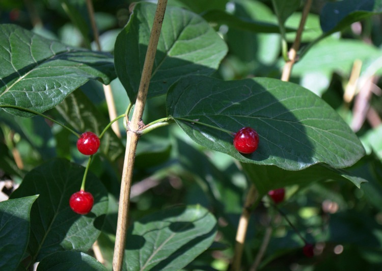 Image of Lonicera sachalinensis specimen.