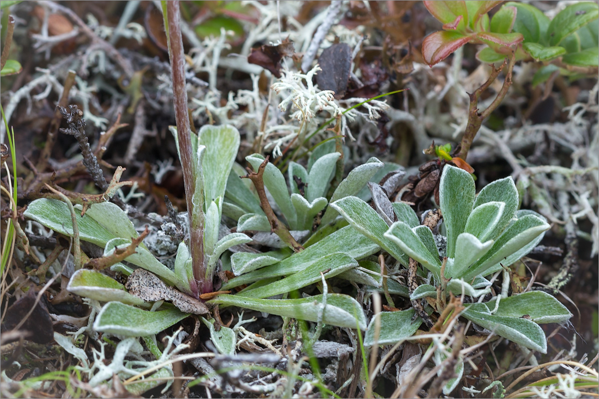 Изображение особи Antennaria dioica.