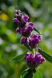 Phlomoides oreophila