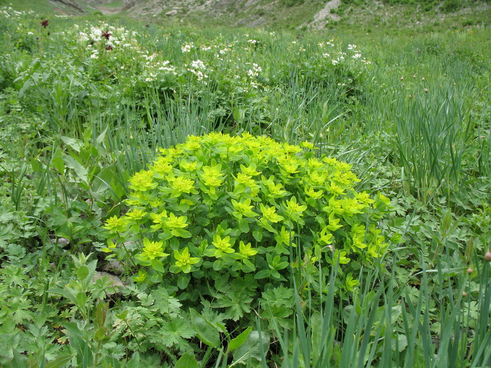 Изображение особи Euphorbia talastavica.