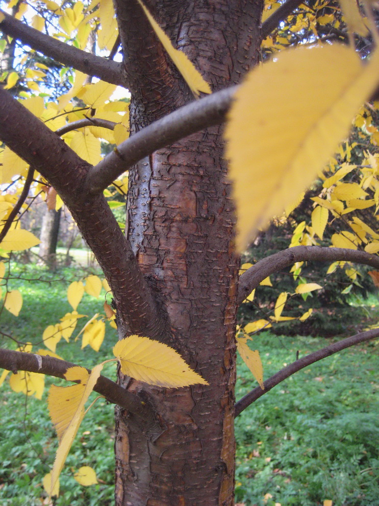 Image of Betula lenta specimen.