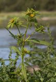 Bidens radiata. Верхушка цветущего растения с подлетающим шмелем. Архангельская обл., Соловки, о. Бол. Соловецкий, супралитораль, на гниющих выбросах водорослей. 17.08.2014.