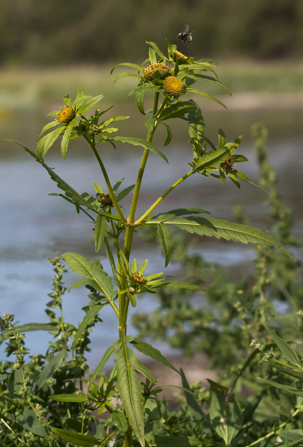 Изображение особи Bidens radiata.