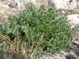 Oxytropis sordida. Молодое растение. Кольский полуостров, Восточный Мурман, пос. Дальние Зеленцы. 04.08.2009.