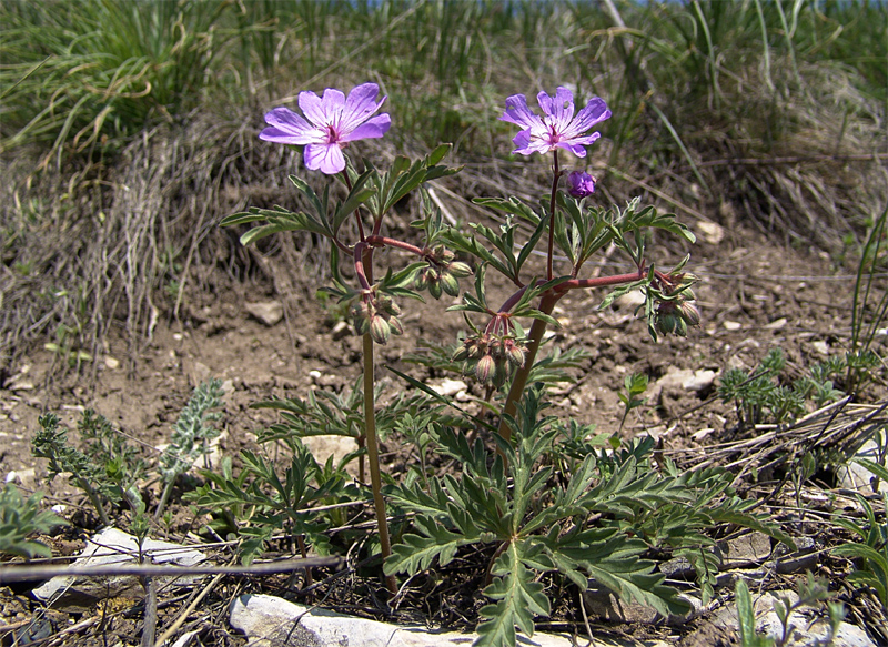 Image of Geranium tuberosum specimen.