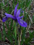 Iris ruthenica