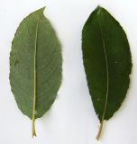 Image of taxon representative. Author is Евгений Берестовский