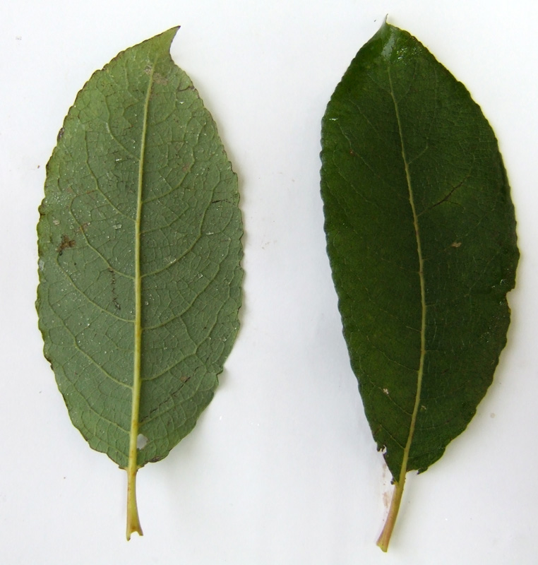 Image of Salix caprea specimen.