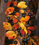 Cotoneaster lucidus