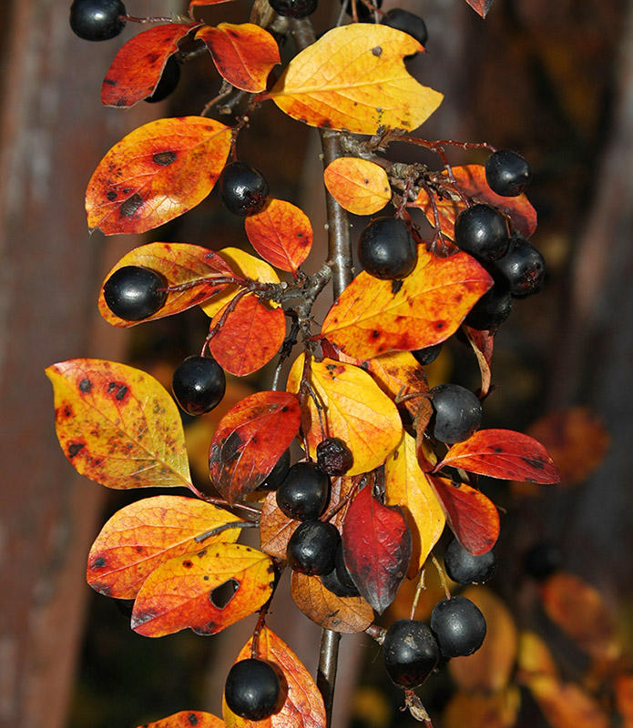 Изображение особи Cotoneaster lucidus.