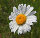 Leucanthemum vulgare