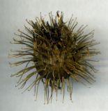 Arctium nemorosum