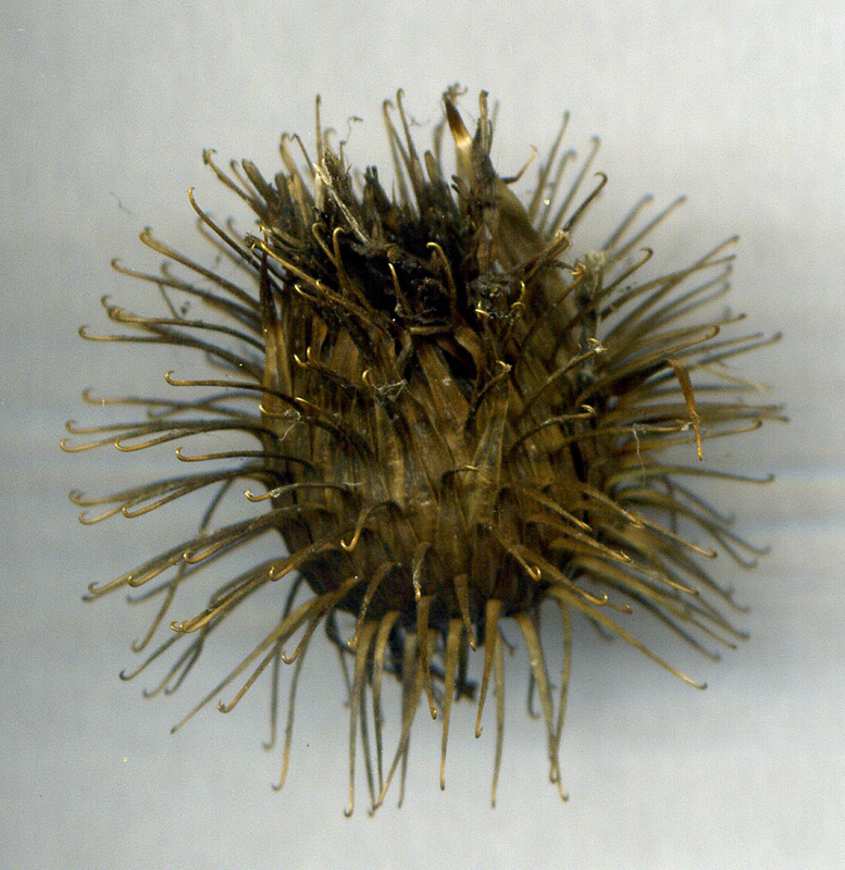 Изображение особи Arctium nemorosum.