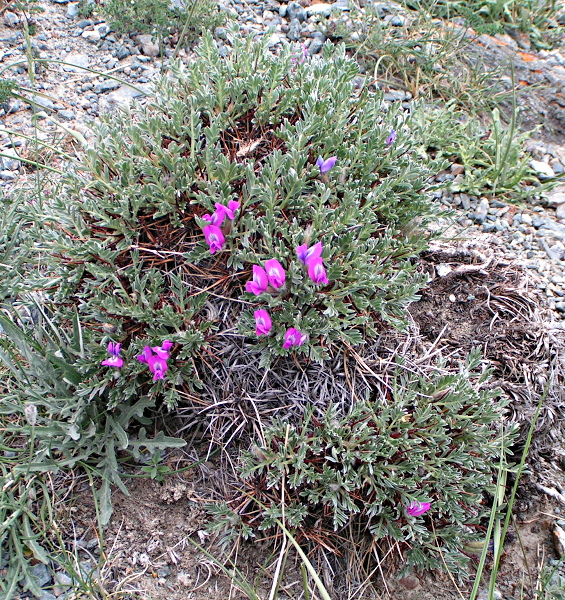 Изображение особи Oxytropis tragacanthoides.