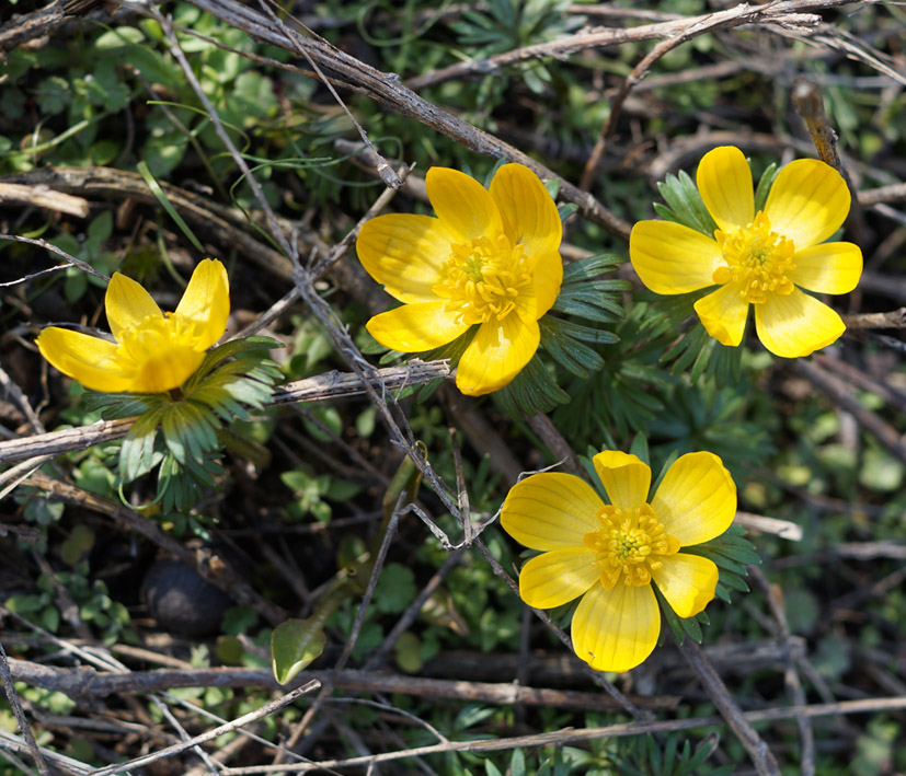 Image of Eranthis longistipitata specimen.