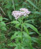 Eupatorium cannabinum