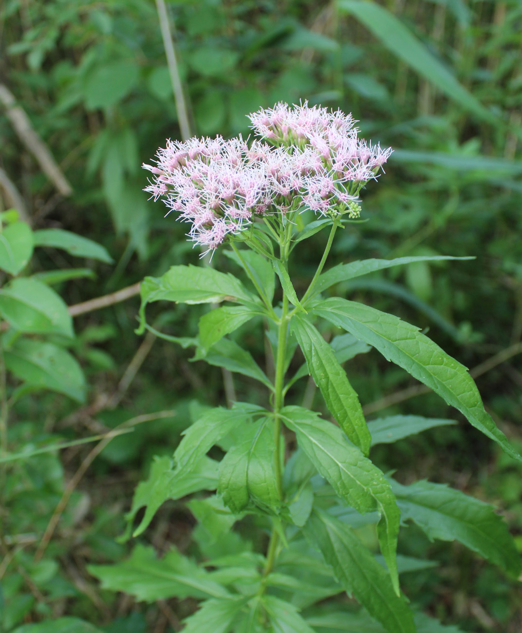 Изображение особи Eupatorium cannabinum.