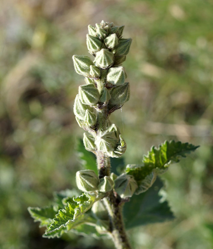 Изображение особи Alcea nudiflora.