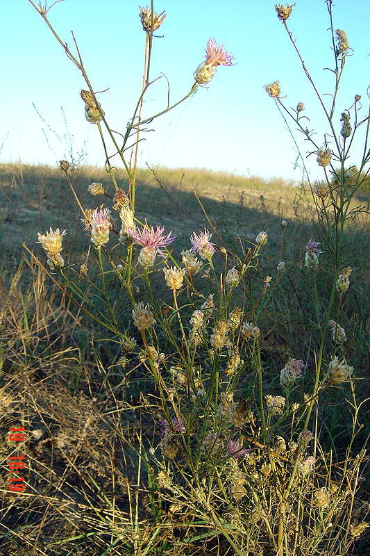 Image of Centaurea breviceps specimen.