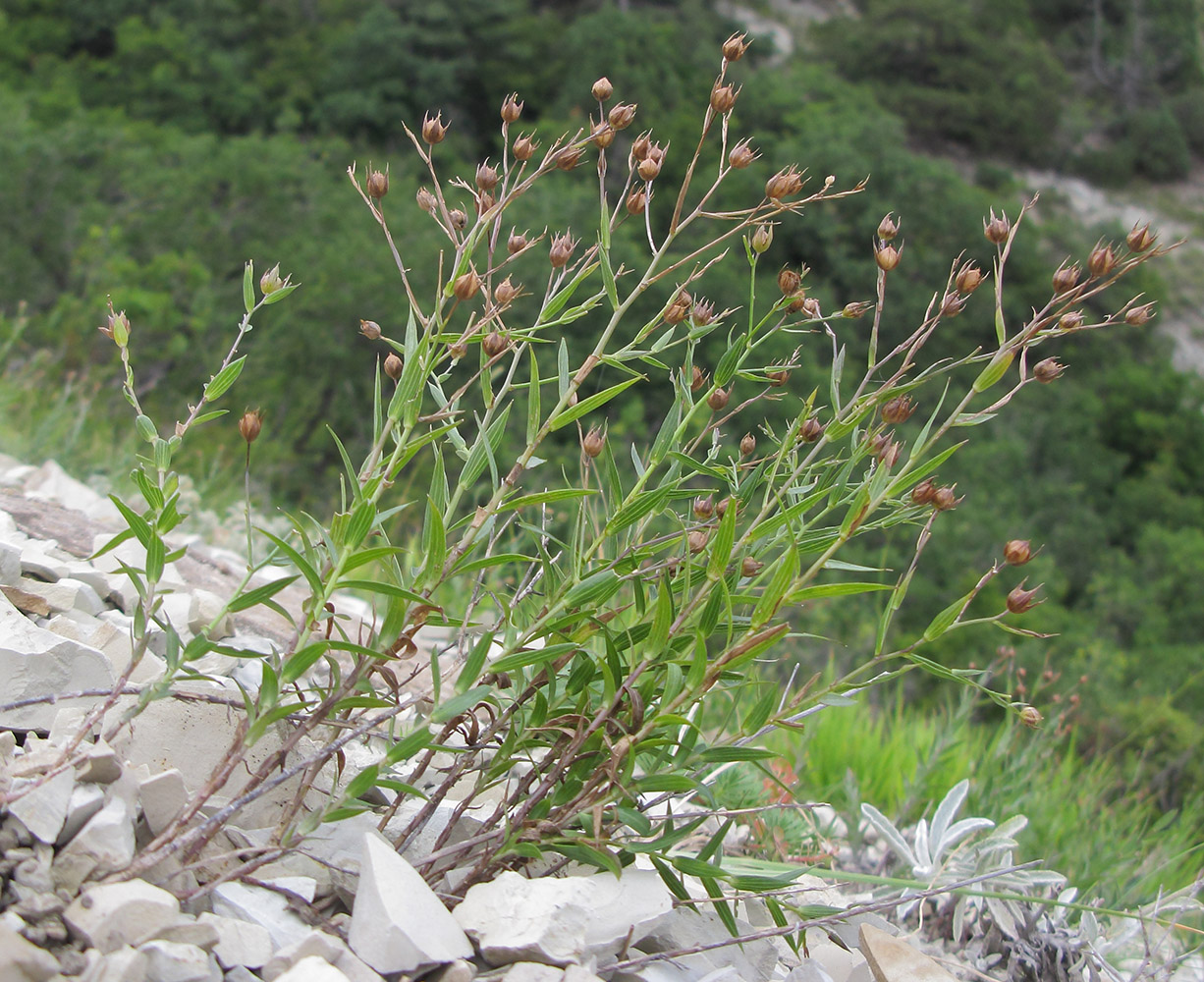 Image of Linum nervosum specimen.