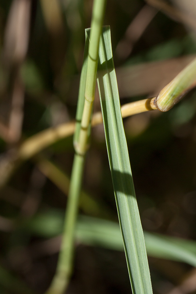 Image of Hyparrhenia hirta specimen.