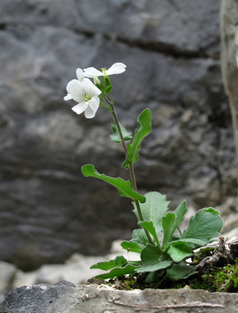 Image of Arabis caucasica specimen.