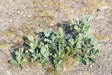 Salix lanata