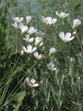 Eremogone micradenia