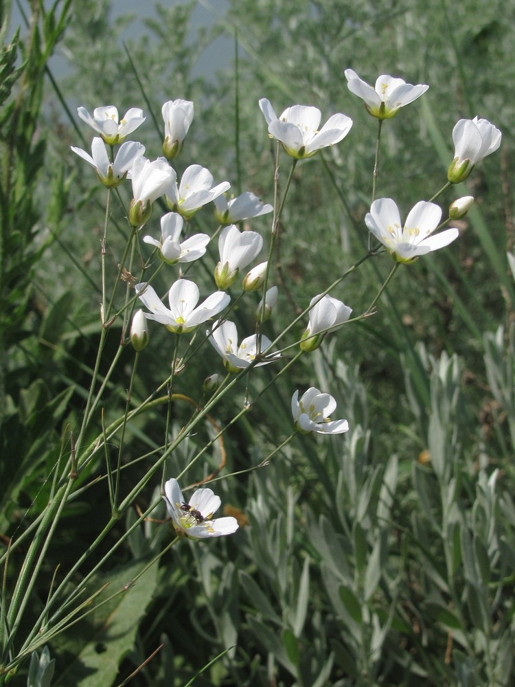 Image of Eremogone micradenia specimen.