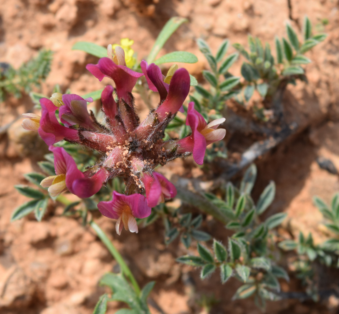 Image of Astragalus dolichocarpus specimen.