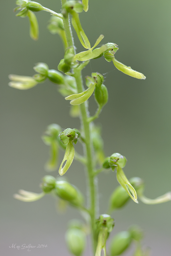 Image of Listera ovata specimen.