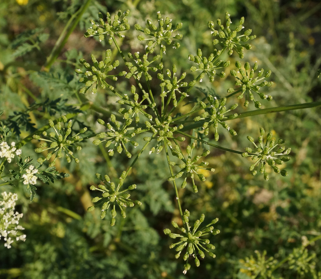 Изображение особи Conium maculatum.