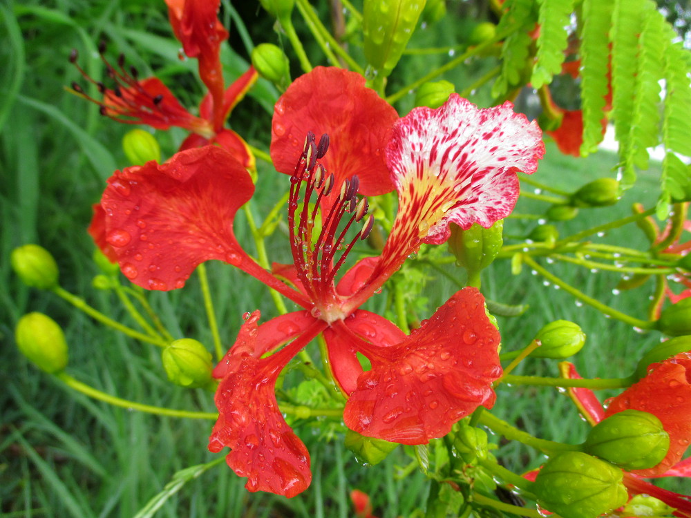 Изображение особи Delonix regia.